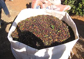 収穫されたコーヒーチェリー