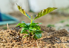 木の植え替え